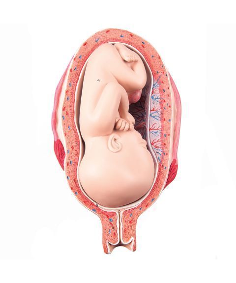 3B modell av foster i livmor (7. mnd)